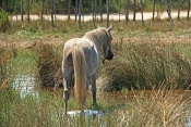 Kůň domácí (Equus caballus) – kůň camargský. Camarque. Francie