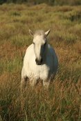Kůň domácí (Equus caballus) – kůň camargský. Camarque. Francie