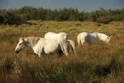 Kůň domácí (Equus caballus) – kůň camargský. Camarque. Francie