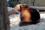 Rosomák sibiřský (Gulo gulo). ZOO Brno