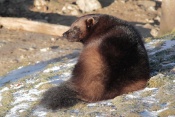 Rosomák sibiřský (Gulo gulo). ZOO Brno