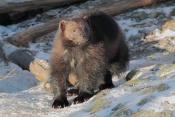 Rosomák sibiřský (Gulo gulo). ZOO Brno