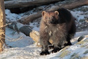 Rosomák sibiřský (Gulo gulo). ZOO Brno