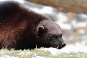 Rosomák sibiřský (Gulo gulo). ZOO Brno