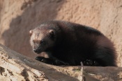 Rosomák sibiřský (Gulo gulo). ZOO Brno