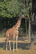 Žirafa síťovaná (Giraffa camelopardalis reticulata). ZOO Brno