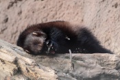 Rosomák sibiřský (Gulo gulo). ZOO Brno
