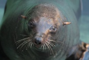 Lachtan jihoafrický (Arctocephalus pusillus). ZOO Brno