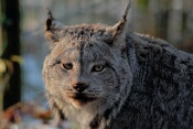 Rys kanadský (Lynx canadensis). ZOO Brno