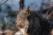 Rys kanadský (Lynx canadensis). ZOO Brno
