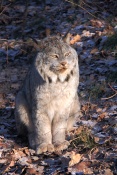 Rys kanadský (Lynx canadensis). ZOO Brno