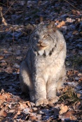 Rys kanadský (Lynx canadensis). ZOO Brno