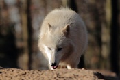Vlk sibiřský (Canis lupus albus). ZOO Brno