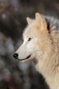 Vlk sibiřský (Canis lupus albus). ZOO Brno