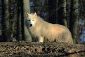 Vlk sibiřský (Canis lupus albus). ZOO Brno