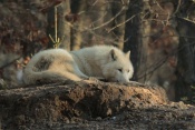 Vlk sibiřský (Canis lupus albus). ZOO Brno