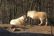 Vlk sibiřský (Canis lupus albus). ZOO Brno