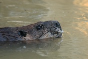 Bobr kanadský (Castor canadensis). ZOO Brno