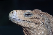 Leguán kubánský (Cyclura nubila). ZOO Brno