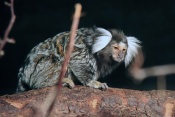 Kosman bělovousý (Callithrix jacchus). ZOO Brno