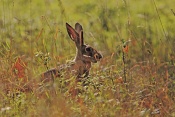 Zajíc polní (Lepus europaeus). Park Židlochovice
