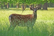 Jelen sika Dybowského (Cervus nippon dybowski). Park Židlochovice
