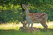 Jelen sika Dybowského (Cervus nippon dybowski). Park Židlochovice