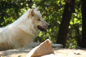 Vlk arktický (Canis lupus arctos). ZOO Brno