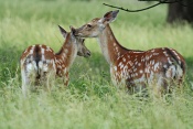 Jelen sika Dybowského (Cervus nippon dybowski). Park Židlochovice