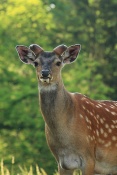 Jelen sika Dybowského (Cervus nippon dybowski). Park Židlochovice