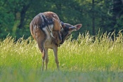 Jelen sika Dybowského (Cervus nippon dybowski). Park Židlochovice