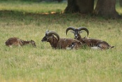 Muflon (Ovis musimon). Park Židlochovice