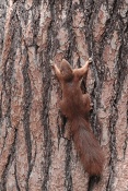 Veverka obecná (Sciurus vulgaris). Park Židlochovice