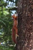 Veverka obecná (Sciurus vulgaris). Park Židlochovice