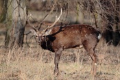 Jelen sika Dybowského (Cervus nippon dybowski). Park Židlochovice