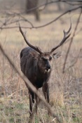 Jelen sika Dybowského (Cervus nippon dybowski). Park Židlochovice