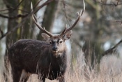 Jelen sika Dybowského (Cervus nippon dybowski). Park Židlochovice