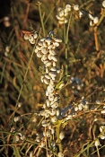 Suchomilka obecná (Helicella obvia), Provence. Francie