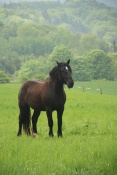 Kůň domácí (Equus caballus), Pecka