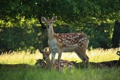 Jelen sika Dybowského (Cervus nippon dybowski). Park Židlochovice