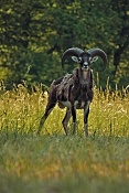 Muflon (Ovis musimon). Park Židlochovice