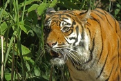 Tygr sumaterský (Panthera tigris Sumatra). ZOO Brno