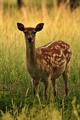 Jelen sika Dybowského (Cervus nippon dybowski). Park Židlochovice