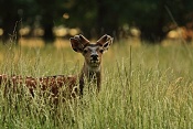 Jelen sika Dybowského (Cervus nippon dybowski). Park Židlochovice