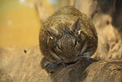 Osmák Degu (Octodon degus). ZOO Brno