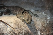 Leguánek ostnitý. (Sceloporus magister). ZOO Brno