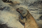 Čukvala zavalitá (Sauromalus obesus). ZOO Brno
