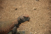 Trnorep severoafrický (Uromastyx acanthinurus). ZOO Brno