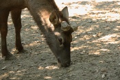 Jelen sibiřský (Cervus canadensis sibiricus). ZOO Brno