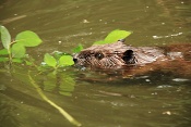Bobr kanadský (Castor canadensis). ZOO Brno	